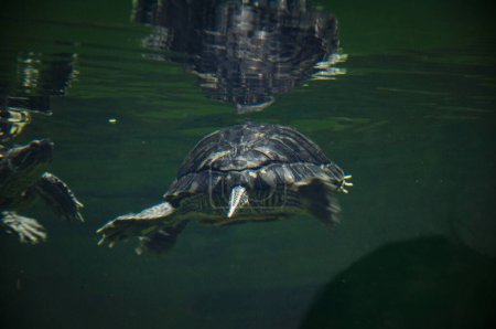 Wildlife and fauna. Tortoise reptile. Underwater life. Sea ocean inhabitants. Chinese box turtle. Wild animal and wildlife. Animal in zoo aquarium. Chinese box turtle in zoo park. Swimming turtle