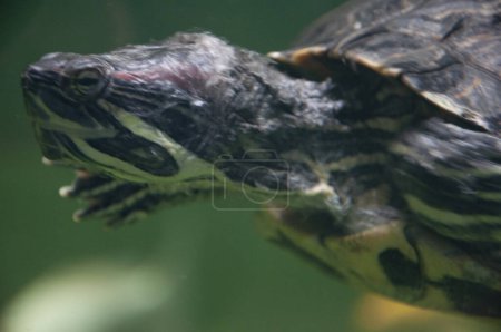 Tortoise reptile. Underwater life. Sea ocean inhabitants. Chinese box turtle. Wild animal and wildlife. Animal in zoo aquarium. Chinese box turtle in zoo park. Wildlife and fauna. Basking turtle.