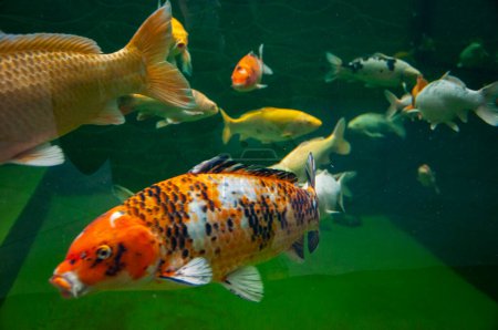 Animal in zoo aquarium. Koi fish carp in zoo park. Wildlife and fauna. Underwater life. Sea ocean inhabitants. Koi fish carp. Wild animal and wildlife. Koi pond.