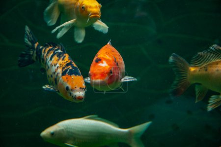 Wildlife and fauna. Underwater life. Sea ocean inhabitants. Koi fish carp. Wild animal and wildlife. Animal in zoo aquarium. Koi fish carp in zoo park. Koi varieties.