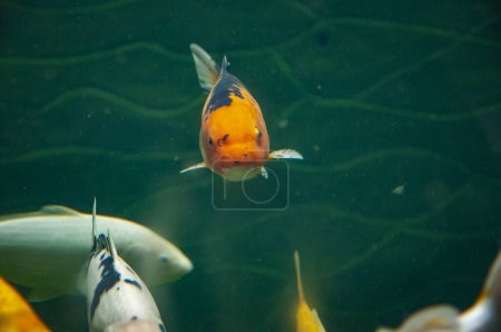 Koi fish carp. Wild animal and wildlife. Animal in zoo aquarium. Koi fish carp in zoo park. Wildlife and fauna. Underwater life. Sea ocean inhabitants. Koi colors.