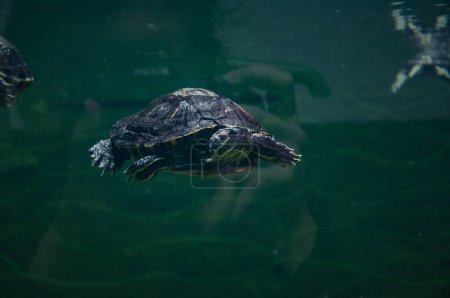 Chinese box turtle. Wild animal and wildlife. Animal in zoo aquarium. Chinese box turtle in zoo park. Wildlife and fauna. Tortoise reptile. Underwater life. Sea ocean inhabitants. Turtle hatchlings.