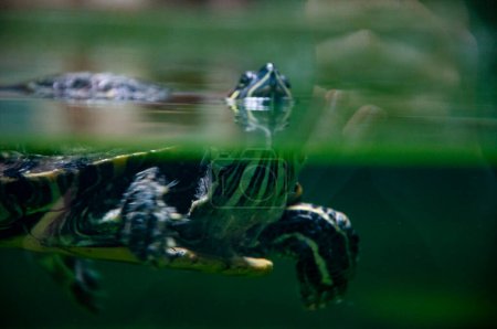 Tortoise reptile. Underwater life. Sea ocean inhabitants. Chinese box turtle. Wild animal and wildlife. Animal in zoo aquarium. Chinese box turtle in zoo park. Wildlife and fauna. Burrowing turtle.