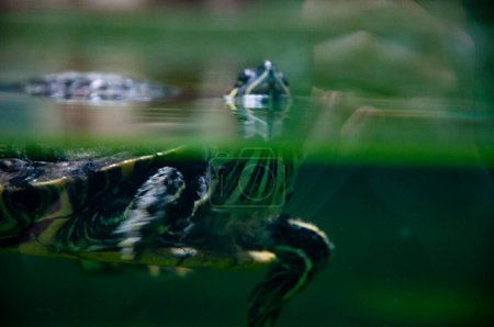 Wildlife and fauna. Tortoise reptile. Underwater life. Sea ocean inhabitants. Chinese box turtle. Wild animal and wildlife. Animal in zoo aquarium. Chinese box turtle in zoo park. Turtle habitat.