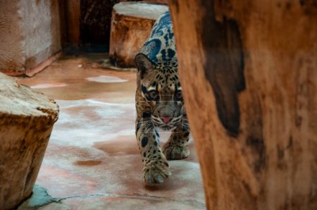 Animal in zoo. Formosan clouded leopard in zoo park. Wildlife and fauna. Formosan clouded leopard. Wild animal and wildlife. Spotted leopard.