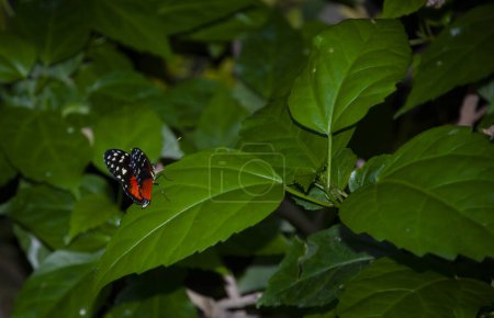 Insecto de verano. Mariposa exótica rara. Gran mariposa en la naturaleza exótica. Mariposas de la selva tropical en verano. Insecto mariposa. Rara y exótica. Naturaleza de vida silvestre. Ismenio tigre mariposa.