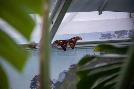 Butterfly insect. Rare and exotic. Wildlife nature. Summer insect. Exotic rare butterfly. Large butterfly in exotic nature. Tropical jungle butterflies in summer. Atlas moth.