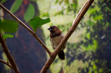 Society finch. Exotic animal. Exotic rare bird. Bird in exotic nature. Tropical jungle bird in summer. Animals. Rare and exotic. Wildlife nature. Summer travel.
