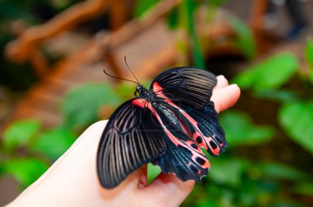 Butterfly insect. Rare and exotic. Wildlife nature. Summer insect. Exotic rare butterfly. Large butterfly in exotic nature. Tropical jungle butterflies in summer. Scarlet Mormon.