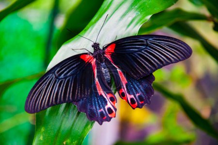 Selten und exotisch. Wilde Natur. Sommerinsekt. Exotischer seltener Schmetterling. Großer Schmetterling in exotischer Natur. Tropische Dschungelschmetterlinge im Sommer. Insekt Schmetterling. Insekt Schmetterling. Rote Mormonen.