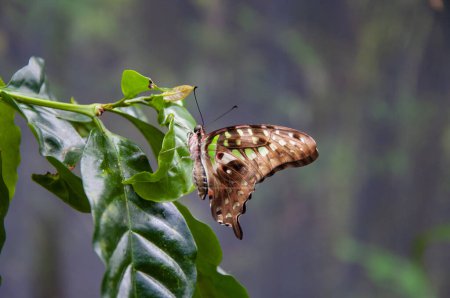 Exotic rare butterfly. Large butterfly in exotic nature. Tropical jungle butterflies in summer. Butterfly insect. Rare and exotic. Wildlife nature. Summer insect. Tailed jay.