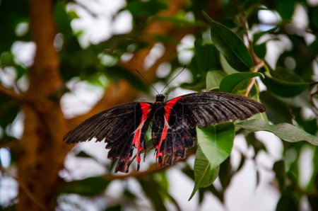Large butterfly in exotic nature. Tropical jungle butterflies in summer. Butterfly insect. Rare and exotic. Wildlife nature. Summer insect. Exotic rare butterfly. Papilio rumanzovia.
