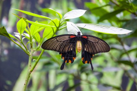 Butterfly insect. Rare and exotic. Wildlife nature. Summer insect. Exotic rare butterfly. Large butterfly in exotic nature. Tropical jungle butterflies in summer. Pachliopta aristolochiae.