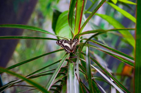 Tropical jungle butterflies in summer. Butterfly insect. Rare and exotic. Wildlife nature. Summer insect. Exotic rare butterfly. Large butterfly in exotic nature. Papilio demoleus.
