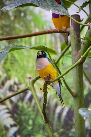 Chloebia gouldiae. Bird in exotic nature. Tropical jungle bird in summer. Animals. Rare and exotic. Wildlife nature. Summer travel. Exotic animal. Exotic rare bird.