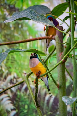 Gouldian finch. Exotic rare bird. Bird in exotic nature. Tropical jungle bird in summer. Animals. Rare and exotic. Wildlife nature. Summer travel. Exotic animal.