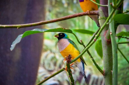 Rainbow finch. Summer travel. Exotic animal. Exotic rare bird. Bird in exotic nature. Tropical jungle bird in summer. Animals. Rare and exotic. Wildlife nature.