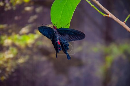 Large butterfly in exotic nature. Tropical jungle butterflies in summer. Butterfly insect. Rare and exotic. Wildlife nature. Summer insect. Exotic rare butterfly. Pachliopta kotzebuea insect.