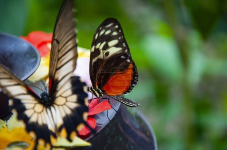 Rare and exotic. Wildlife nature. Summer insect. Exotic rare butterfly. Large butterfly in exotic nature. Tropical jungle butterflies in summer. Butterfly insect. Heliconius ismenius.