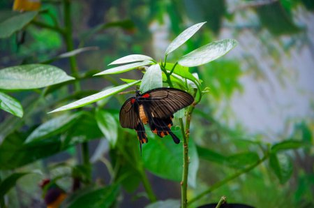 Exotic rare butterfly. Large butterfly in exotic nature. Tropical jungle butterflies in summer. Butterfly insect. Rare and exotic. Wildlife nature. Summer insect. Papilio memnon.