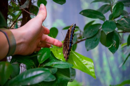 Rare and exotic. Wildlife nature. Summer insect. Exotic rare butterfly. Large butterfly in exotic nature. Tropical jungle butterflies in summer. Butterfly insect. Morpho in hand.