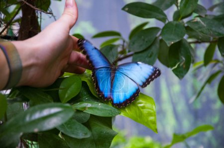 Summer insect. Exotic rare butterfly. Large butterfly in exotic nature. Tropical jungle butterflies in summer. Butterfly insect. Rare and exotic. Wildlife nature. Morpho blue.
