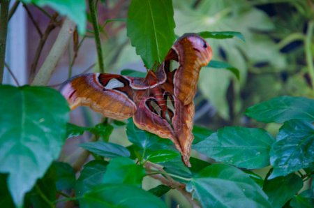 Rare and exotic. Wildlife nature. Summer insect. Exotic rare butterfly. Large butterfly in exotic nature. Tropical jungle butterflies in summer. Butterfly insect. Attacus atlas.