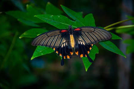 Large butterfly in exotic nature. Tropical jungle butterflies in summer. Butterfly insect. Rare and exotic. Wildlife nature. Summer insect. Exotic rare butterfly. Papilio memnon on green leaves.
