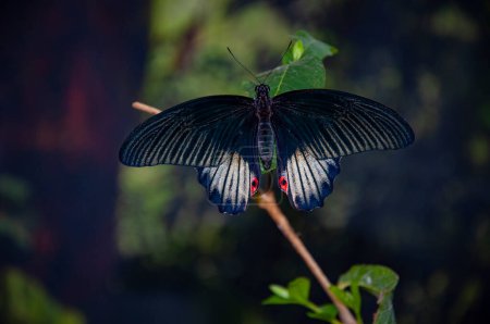 Papillons tropicaux de la jungle en été. Insecte papillon. Rare et exotique. Nature sauvage. Insecte d'été. Papillon exotique rare. Grand papillon dans une nature exotique. Papilio memnon dans la nature.