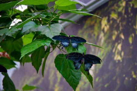 Summer insect. Exotic rare butterfly. Large butterfly in exotic nature. Tropical jungle butterflies in summer. Butterfly insect. Rare and exotic. Wildlife nature. Two Papilio memnon.