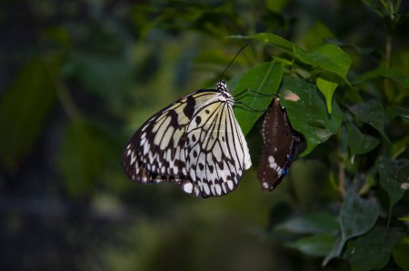 Insecto mariposa. Rara y exótica. Naturaleza de vida silvestre. Insecto de verano. Mariposa exótica rara. Gran mariposa en la naturaleza exótica. Mariposas de la selva tropical en verano. Idea leuconoe.