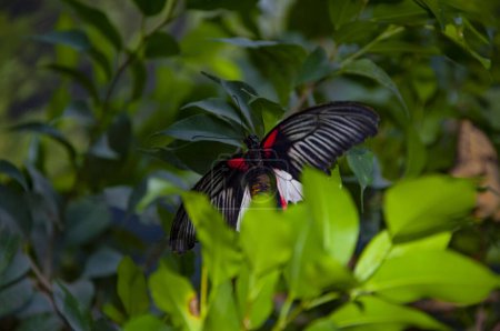 Wildlife nature. Summer insect. Exotic rare butterfly. Large butterfly in exotic nature. Tropical jungle butterflies in summer. Butterfly insect. Rare and exotic. Papilio memnon in tropics.