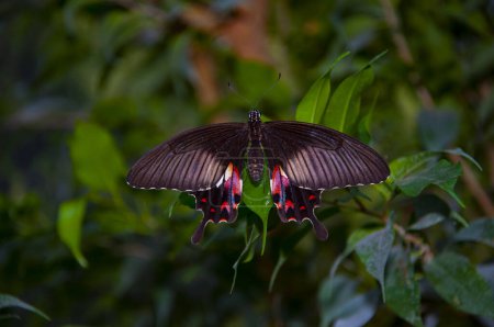 Exotic rare butterfly. Large butterfly in exotic nature. Tropical jungle butterflies in summer. Butterfly insect. Rare and exotic. Wildlife nature. Summer insect. Papilio elwesi.