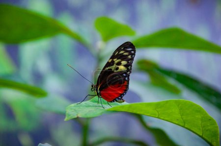 Large butterfly in exotic nature. Tropical jungle butterflies in summer. Butterfly insect. Rare and exotic. Wildlife nature. Summer insect. Exotic rare butterfly. Tiger heliconian.