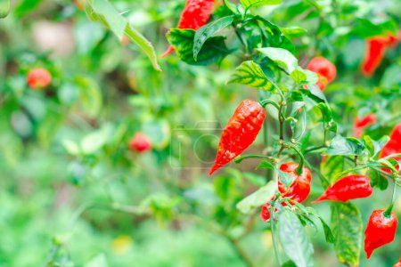 Photo for Close up bhut jolokia in garden. Ghost chili pepper very hot in the world. - Royalty Free Image