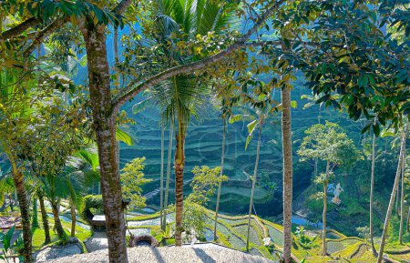 Paysage naturel de Bali. Ceking Rice Terrace. Indonésie visites touristiques.