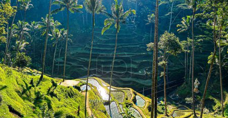 Schöne Reisterrassen von Ceking Rice Terrace in Indonesien