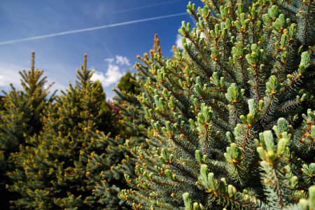 Granja de árboles de Navidad. Primer plano de brotes jóvenes de color verde claro fresco, agujas de abeto en abetos contra el cielo azul, primavera.