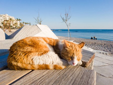 Un hermoso gato rojo y blanco durmiendo al sol en un banco junto al mar, Glyfada, Grecia. Gatos griegos.