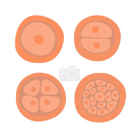 Ilustración de El proceso de división celular durante la fertilización. División de células de huevo. Fertilización del óvulo. Zigoto. - Imagen libre de derechos