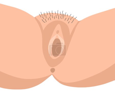 Illustration for Vector isolated illustration of female genital organ. vagina Gynecology. Women's consultation. - Royalty Free Image