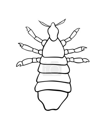 Vector isolated illustration of louse. Human louse. The problem of pediculosis.