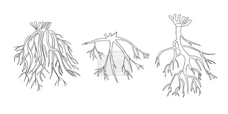 Ilustración aislada vectorial de tipos de sistemas de raíces de árboles.