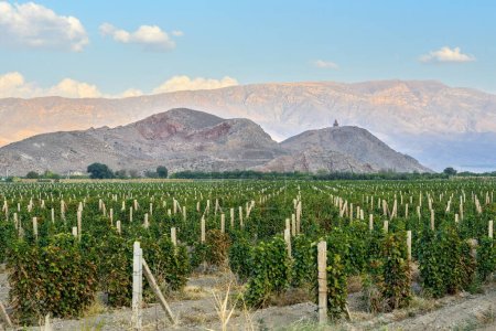 Armenian Vineyards in Ararat Valley