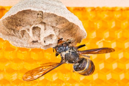 Foto de Imagen macro de avispones asiáticos comienzan a anidar en un nuevo marco amarillo de colmena, con un avispón haciendo el nido. Son responsables de la muerte de la colonia de abejas. Desastre para la naturaleza la vida salvaje en Francia - Imagen libre de derechos