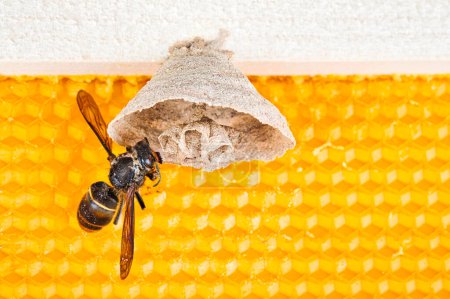 Photo for Macro picture of Asian hornets begin of nest on a new yellow frame of beehive, with one hornet making the nest. They are responsible of death of bees colony. Disaster for nature wild life in France - Royalty Free Image