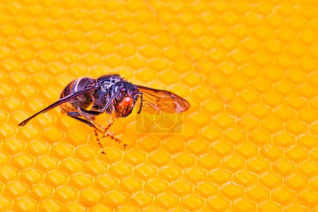Foto de Cuadro macro de avispones asiáticos vivos en un nuevo marco amarillo anaranjado de colmena. Son responsables de la muerte de la colonia de abejas. Desastre para la naturaleza la vida salvaje en Francia. Vista superior - Imagen libre de derechos