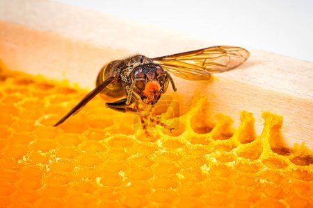 Foto de Cuadro macro de avispones asiáticos vivos en un nuevo marco amarillo anaranjado de colmena. Son responsables de la muerte de la colonia de abejas. Desastre para la naturaleza la vida salvaje en Francia. Vista superior - Imagen libre de derechos