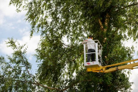 Photo for Arborist man in the air on yellow elevator, basket with controls, cutting off dead cherry tree, with chain saw in the hands. Concept of agriculture and safety work - Royalty Free Image