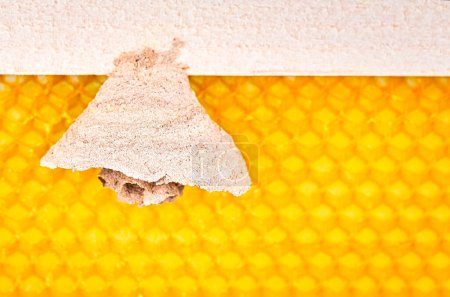 Foto de Cuadro macro de avispones asiáticos comienzan de nido en un nuevo marco amarillo de colmena, responsable de la muerte de la colonia de abejas. Desastre para la naturaleza la vida salvaje en Francia. Vista frontal - Imagen libre de derechos